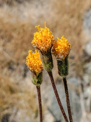 Raillardella scaposa