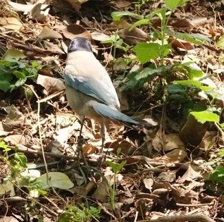Azure-winged Magpie