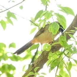 Masked Laughingthrush