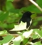 Oriental Magpie-Robin