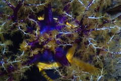 Pseudocolochirus unicus