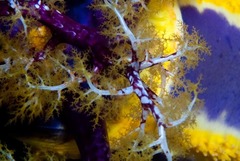 Pseudocolochirus unicus