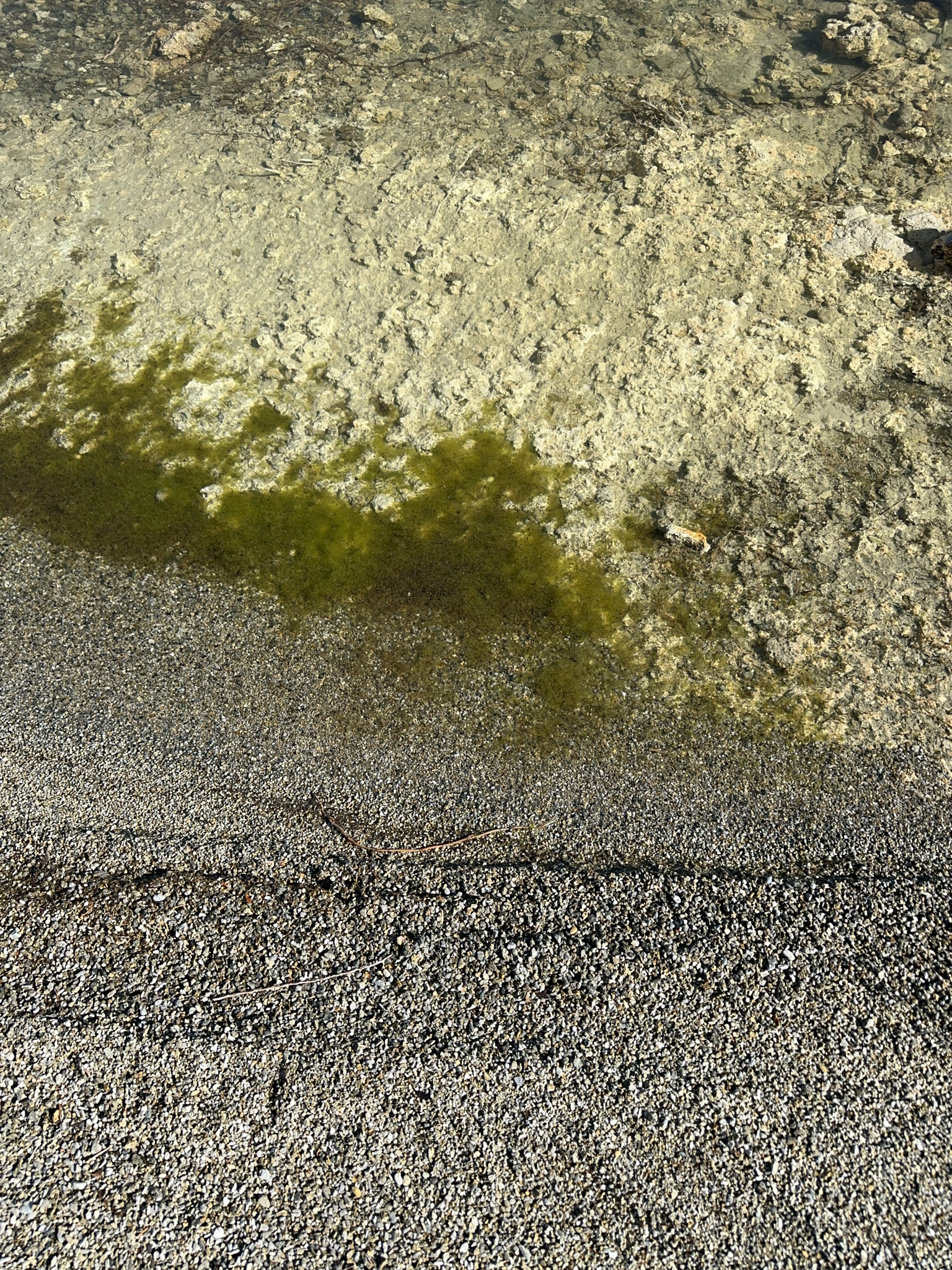 Artemia monica Verrill, 1869