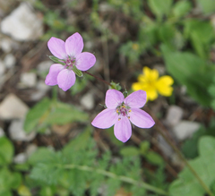 Erodium cicutarium