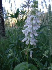Collinsia tinctoria