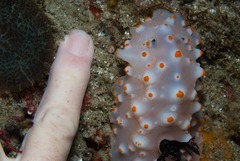 Halgerda nuarrensis