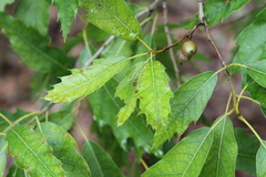 Quercus acutifolia
