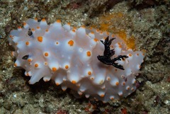 Halgerda nuarrensis