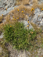 Raillardella scaposa