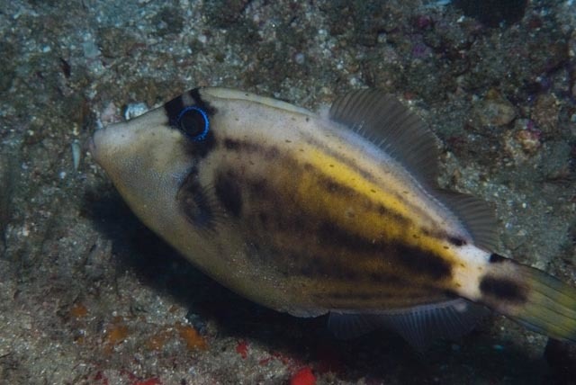 Spectacled filefish