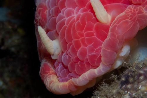 Giant Spanish Dancer