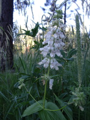 Collinsia tinctoria