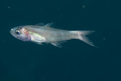 Psenes