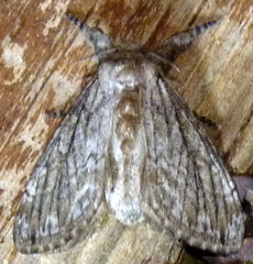 Dasychira atrivenosa
