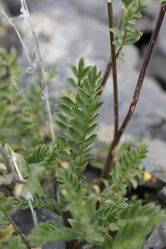 Pretty Jacob's-ladder