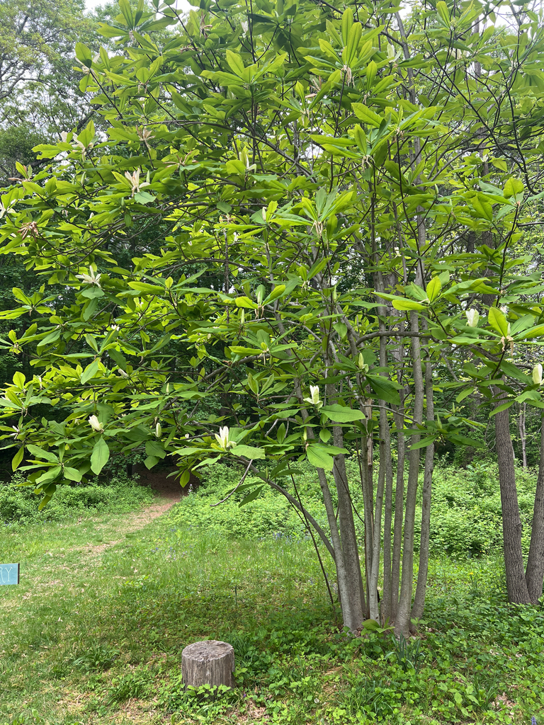 umbrella magnolia