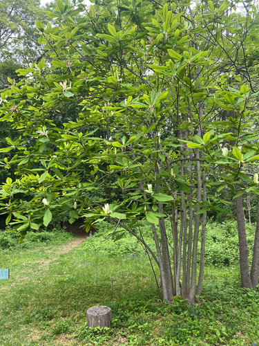 umbrella magnolia