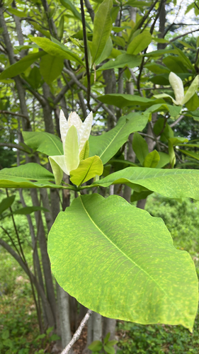 umbrella magnolia