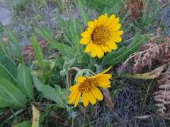 Wyethia