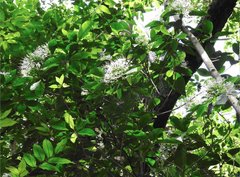 Pavetta hongkongensis