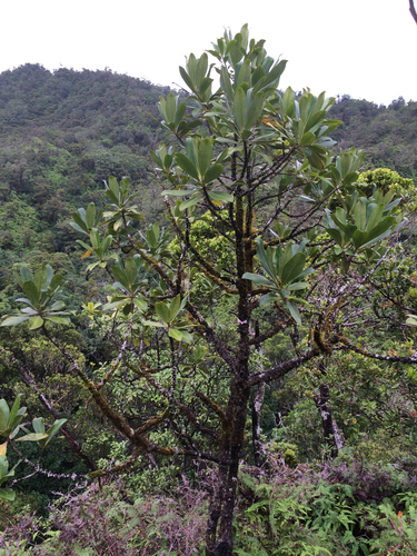 Myrsine lessertiana