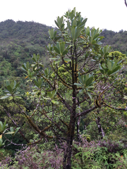 Myrsine lessertiana