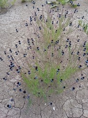 Porophyllum linaria