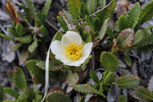 Eight-petal Mountain-Avens