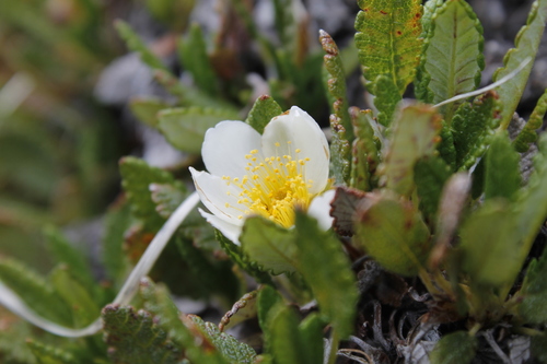 Eight-petal Mountain-Avens