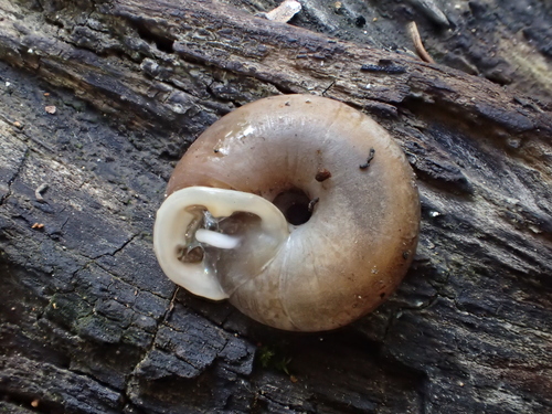 Chiricahua Woodlandsnail