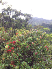 Metrosideros polymorpha glaberrima