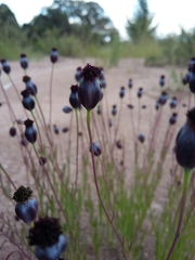 Porophyllum linaria