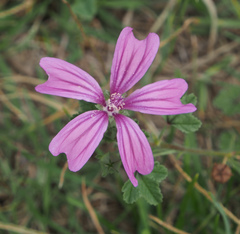 Malva sylvestris