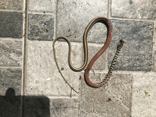 Ornate Olympic Snake
