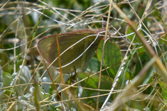 Colias behrii