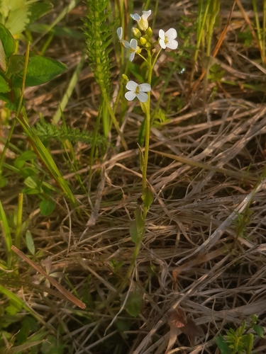 Arabidopsis halleri iNat (1)