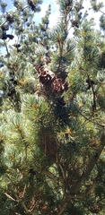 Pinus parviflora
