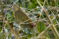 Colias behrii