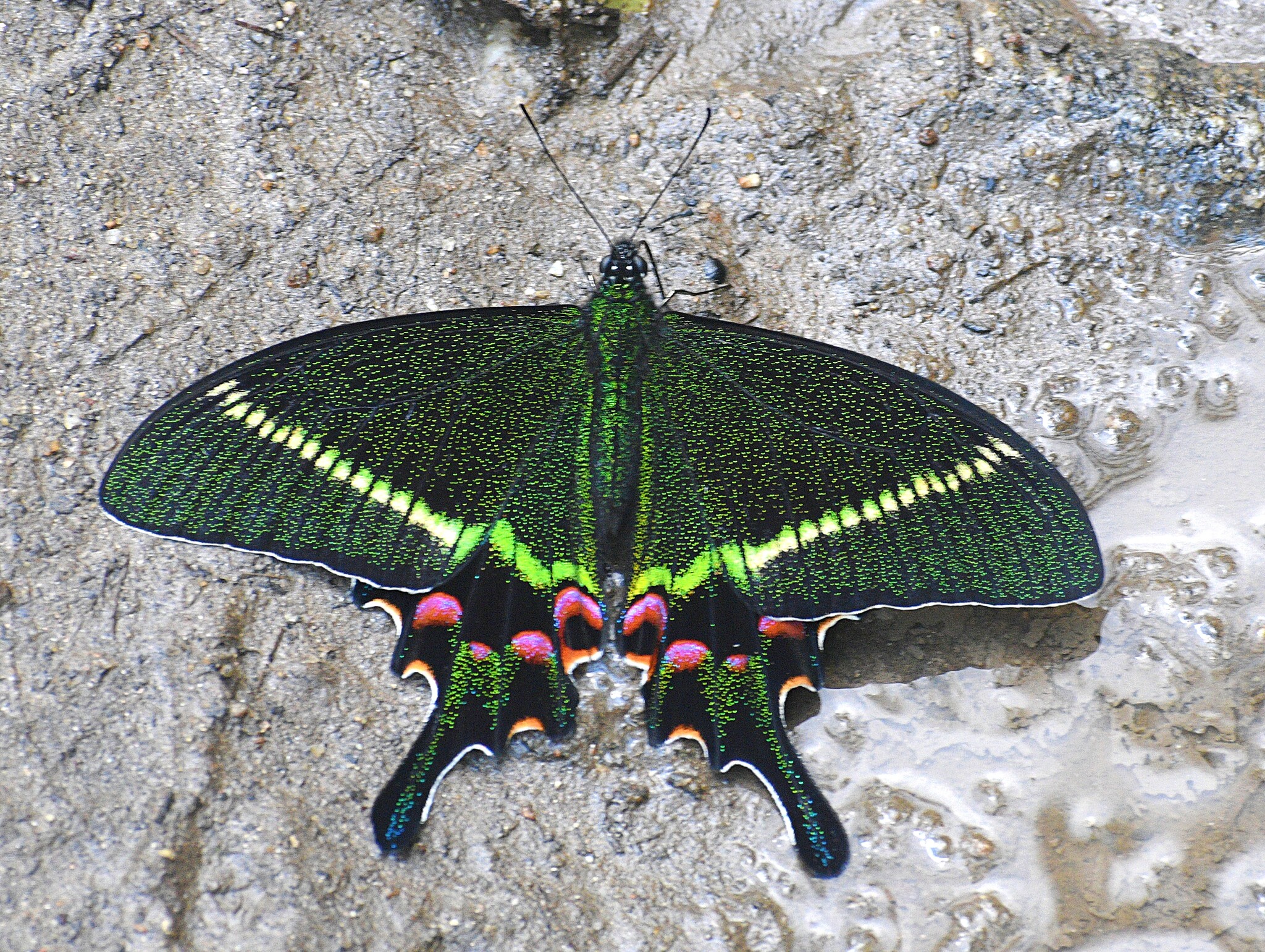 Krishna Peacock
