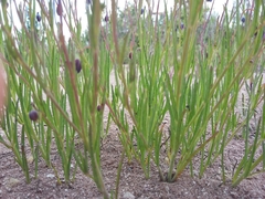 Porophyllum linaria