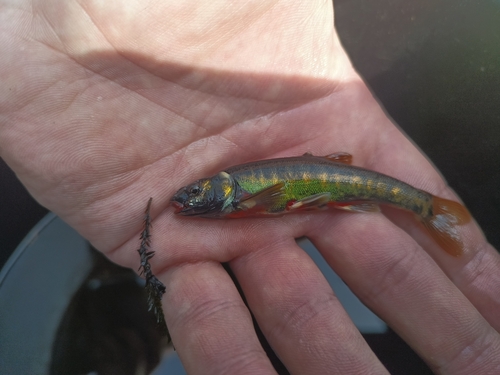 Common minnow (Phoxinus phoxinus) — Cyprinidae — 5