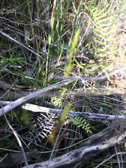 Lateristachys lateralis