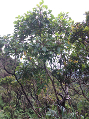 Cheirodendron trigynum