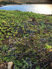 Heliotropium anomalum