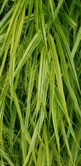 Hakonechloa macra