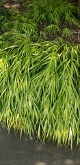 Hakonechloa macra
