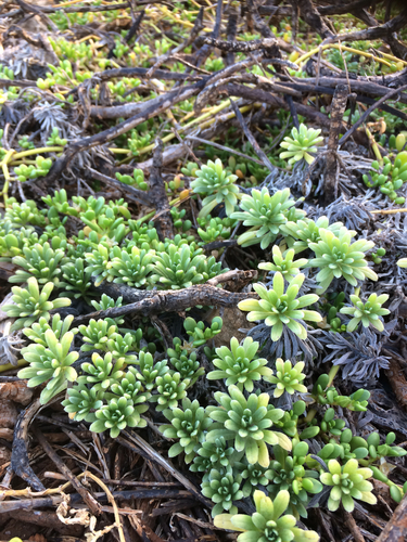 Heliotropium anomalum