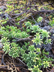 Heliotropium anomalum