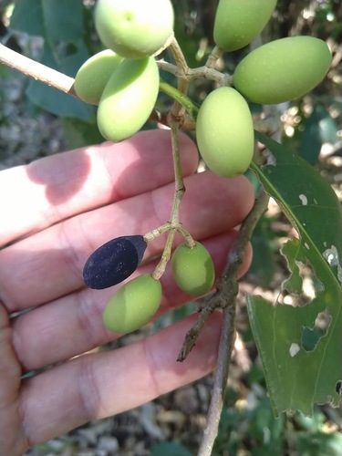 Native olive (Chionanthus ramiflorus)