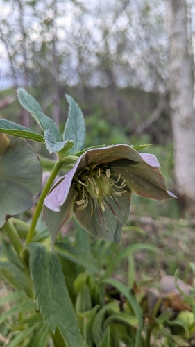 Helleborus purpurascens (Helleborus purpurascens)